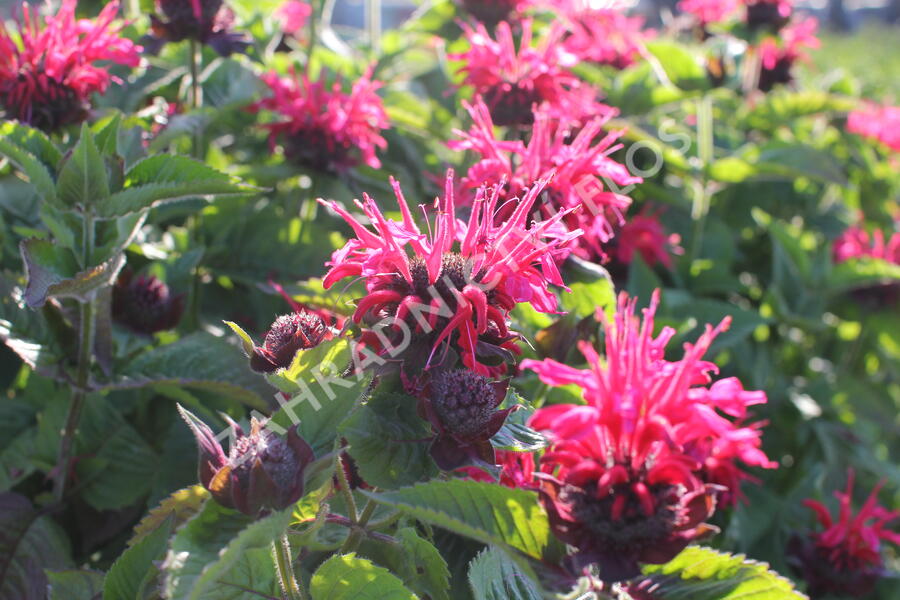 Zavinutka podvojná 'Melua Rose' - Monarda didyma 'Melua Rose'