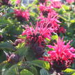 Zavinutka podvojná 'Melua Rose' - Monarda didyma 'Melua Rose'