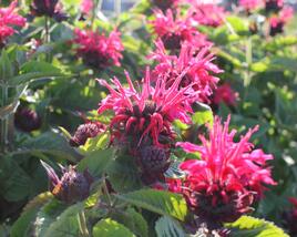 Zavinutka podvojná 'Melua Rose'