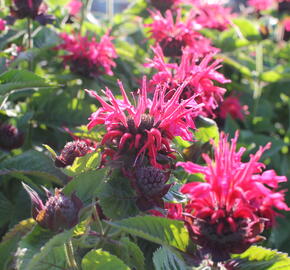 Zavinutka podvojná 'Melua Rose' - Monarda didyma 'Melua Rose'