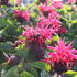 zavinatka-podvojna-melua-rose.jpg