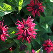 Zavinutka podvojná 'Melua Rose' - Monarda didyma 'Melua Rose'