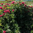 Zavinutka podvojná 'Melua Rose' - Monarda didyma 'Melua Rose'