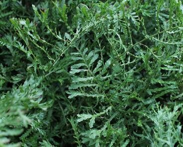 Kapraď samec 'Linearis Polydactyla'