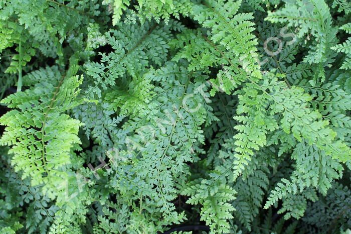 Kapradina štětinonosná 'Herrenhausen' - Polystichum setiferum 'Herrenhausen'