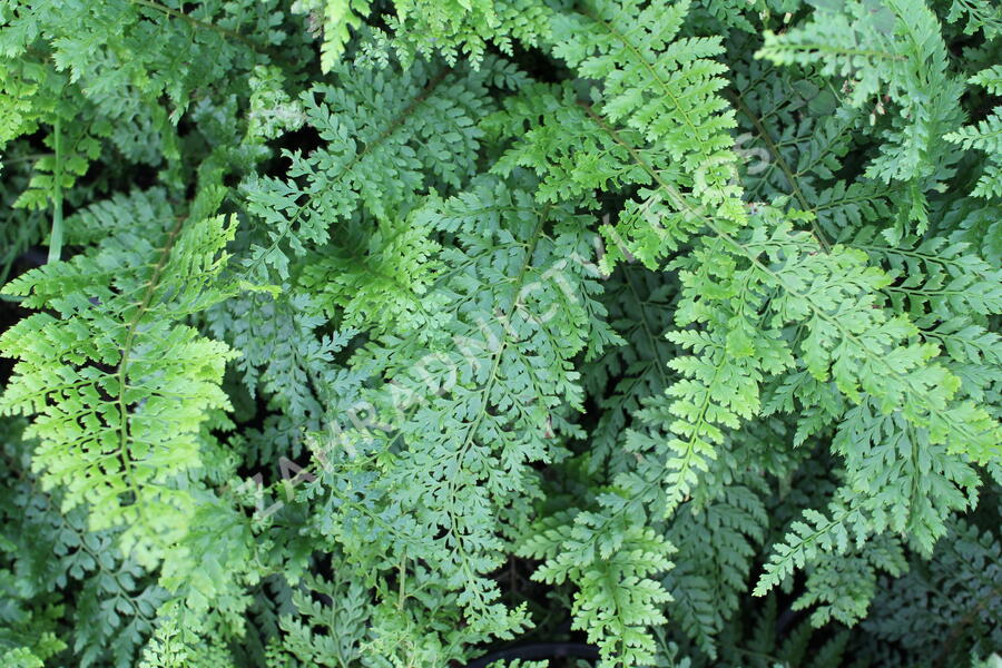 Kapradina štětinonosná 'Herrenhausen' - Polystichum setiferum 'Herrenhausen'