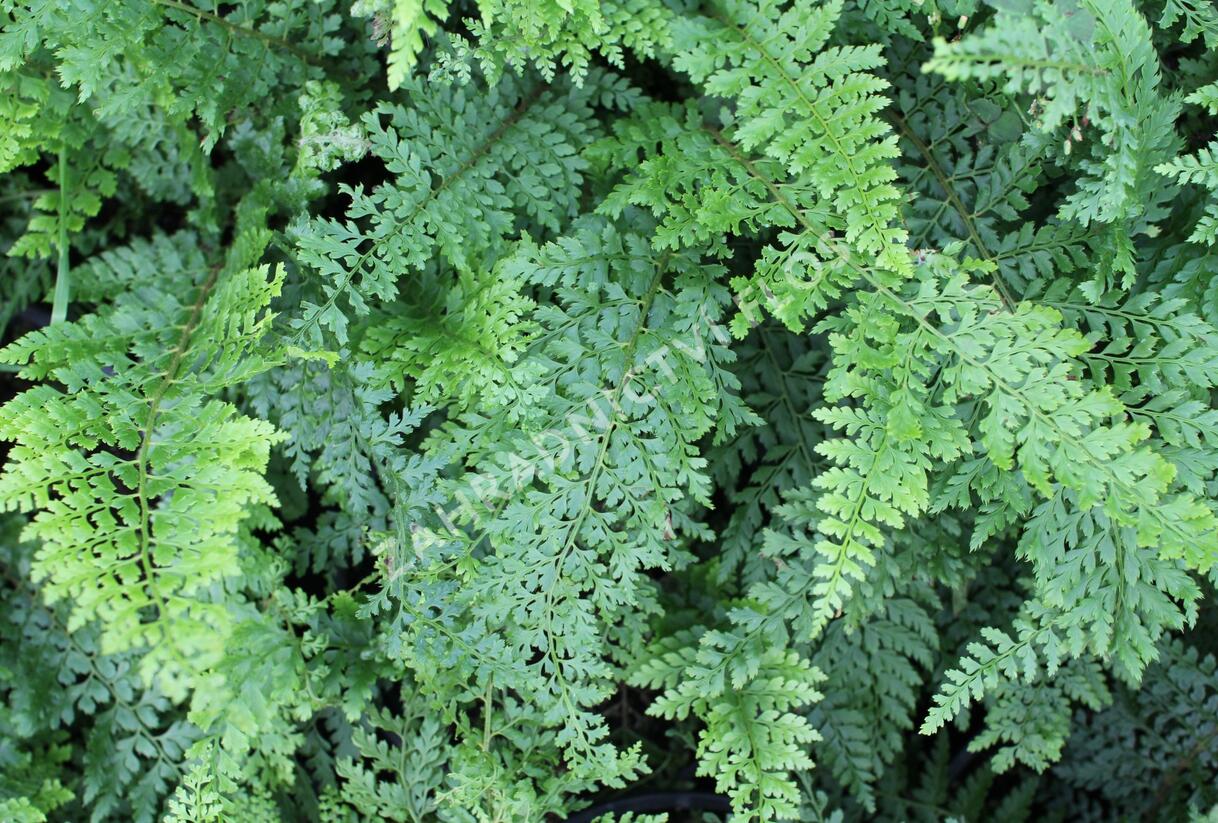Kapradina štětinonosná 'Herrenhausen' - Polystichum setiferum 'Herrenhausen'