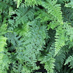 Kapradina štětinonosná 'Herrenhausen' - Polystichum setiferum 'Herrenhausen'