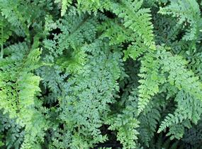 Kapradina štětinonosná 'Herrenhausen' - Polystichum setiferum 'Herrenhausen'