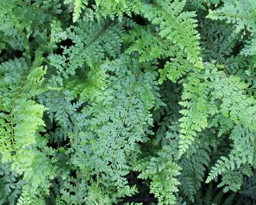 Kapradina štětinonosná 'Herrenhausen'