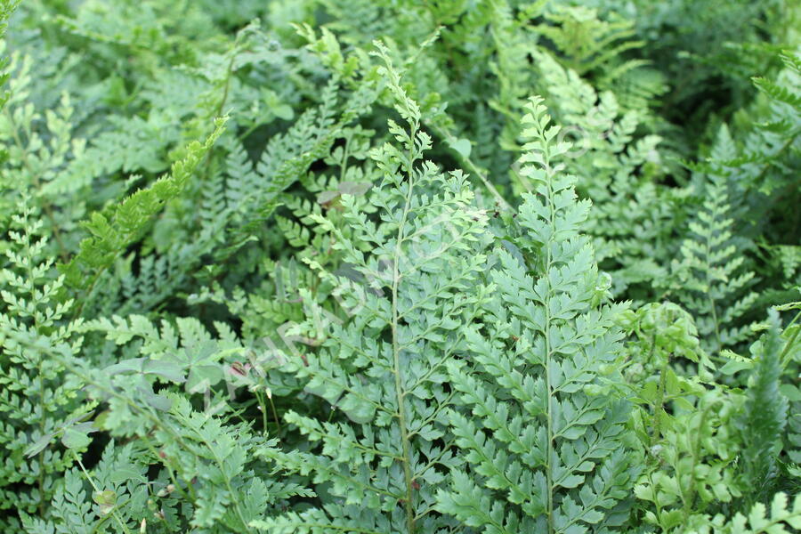 Kapradina štětinonosná 'Herrenhausen' - Polystichum setiferum 'Herrenhausen'