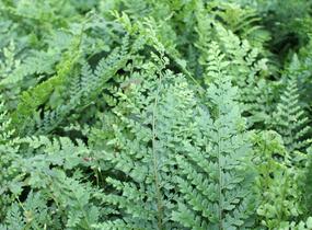 Kapradina štětinonosná 'Herrenhausen' - Polystichum setiferum 'Herrenhausen'