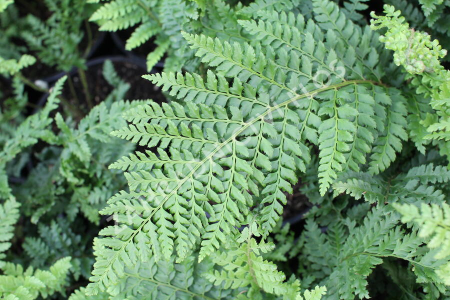 Kapradina štětinonosná 'Dahlem' - Polystichum setiferum 'Dahlem'