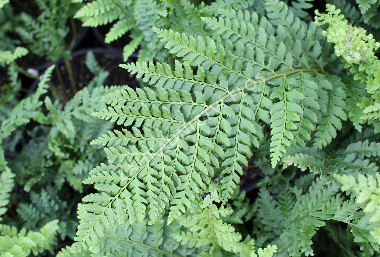 Kapradina štětinonosná 'Dahlem' - Polystichum setiferum 'Dahlem'