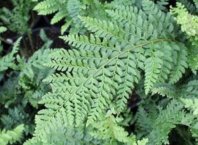 Kapradina štětinonosná 'Dahlem' - Polystichum setiferum 'Dahlem'