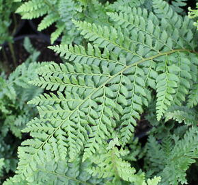 Kapradina štětinonosná 'Dahlem' - Polystichum setiferum 'Dahlem'