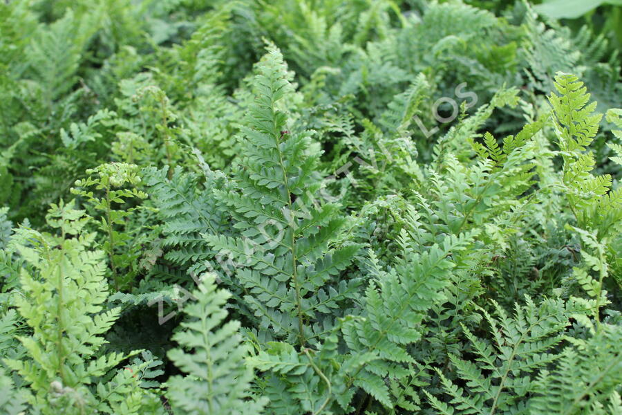 Kapradina štětinonosná 'Dahlem' - Polystichum setiferum 'Dahlem'