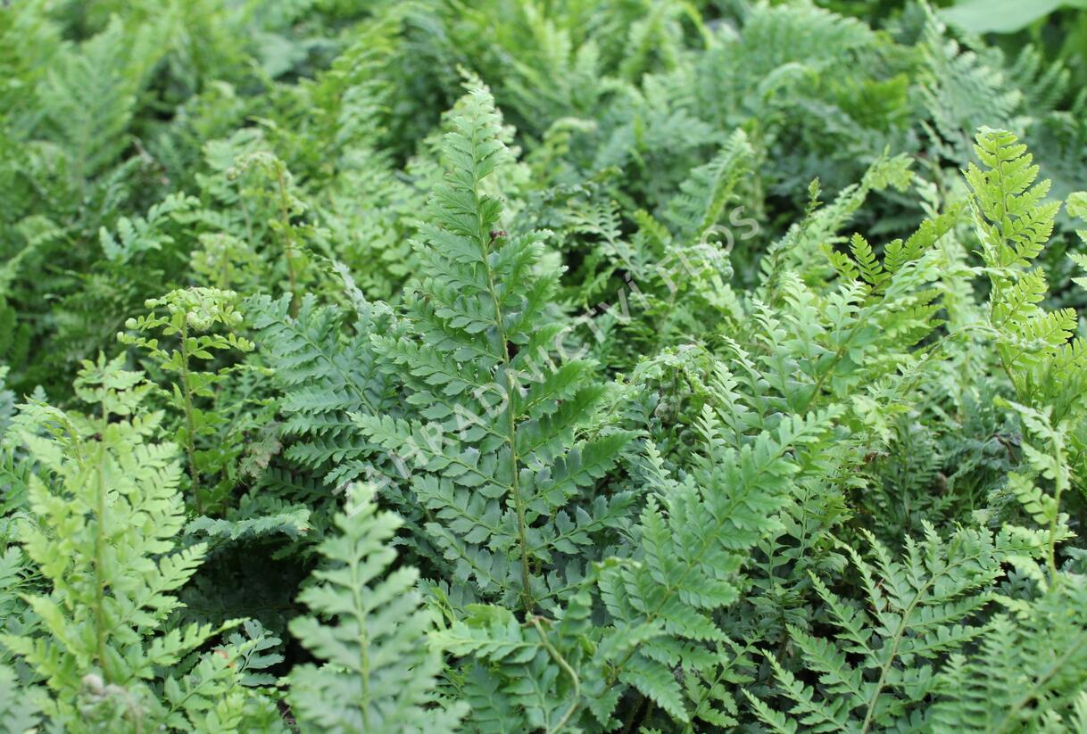 Kapradina štětinonosná 'Dahlem' - Polystichum setiferum 'Dahlem'