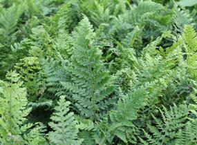 Kapradina štětinonosná 'Dahlem' - Polystichum setiferum 'Dahlem'