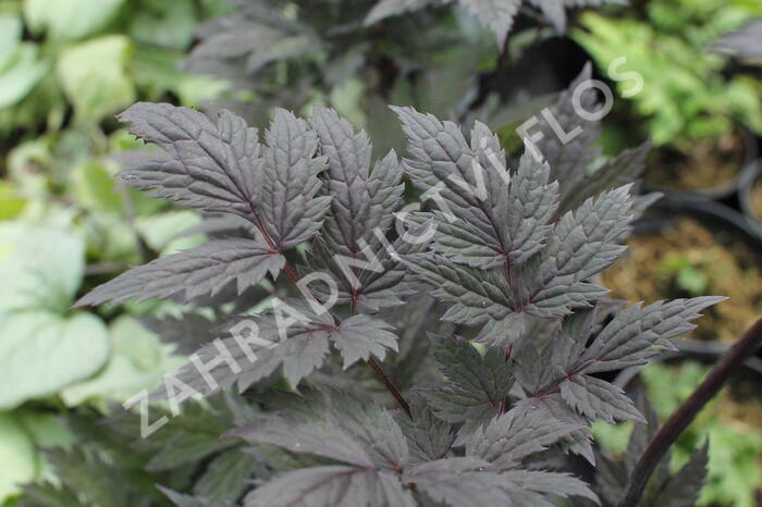 Ploštičník hroznatý 'Pink Spike' - Cimicifuga ramosa 'Pink Spike'