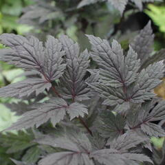 Ploštičník hroznatý 'Pink Spike' - Cimicifuga ramosa 'Pink Spike'