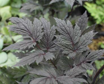 Ploštičník hroznatý 'Pink Spike'