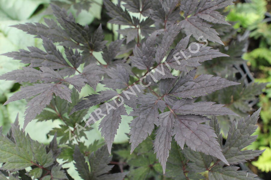 Ploštičník hroznatý 'Pink Spike' - Cimicifuga ramosa 'Pink Spike'