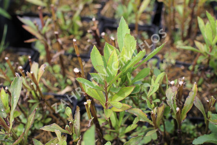 Záplevák 'Salud Yellow' - Helenium autumnale 'Salud Yellow'
