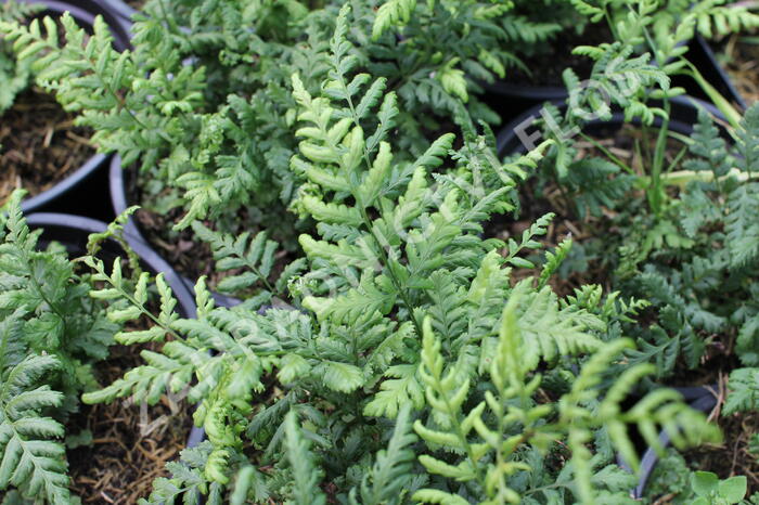 Kapraď - Dryopteris austriaca