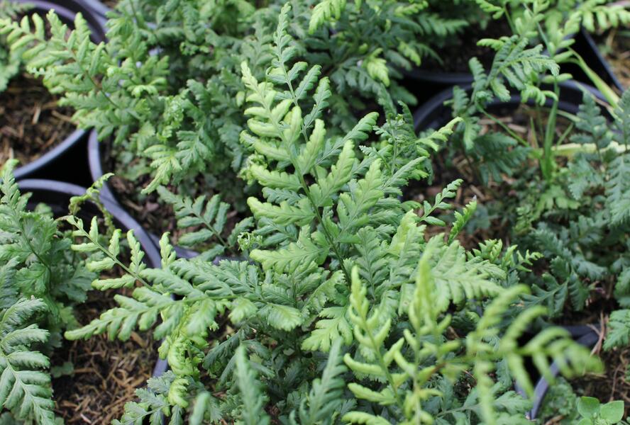 Kapraď - Dryopteris austriaca