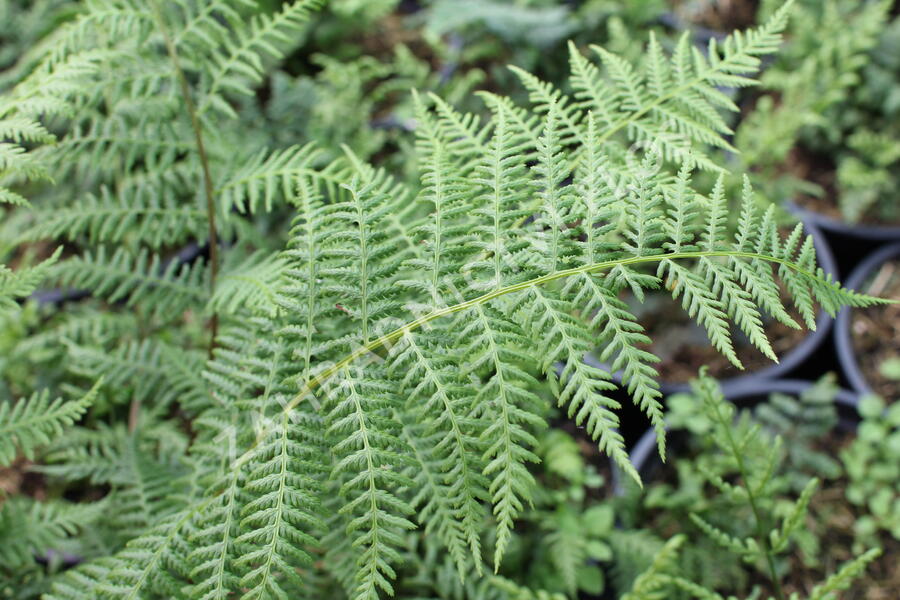 Kapraď - Dryopteris austriaca