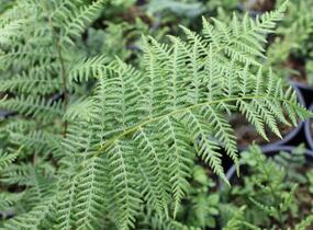 Kapraď - Dryopteris austriaca
