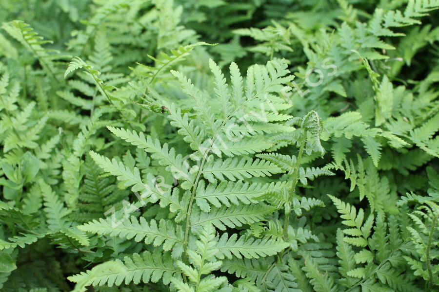 Kapraď samec - Dryopteris filix-mas