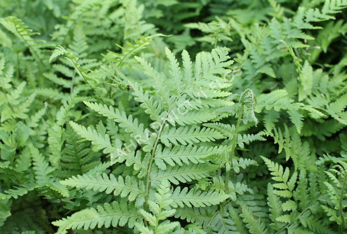 Kapraď samec - Dryopteris filix-mas