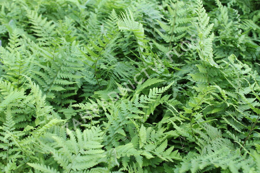 Kapraď samec - Dryopteris filix-mas