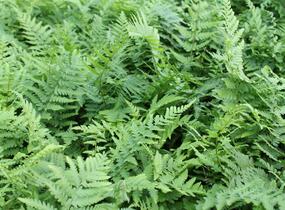 Kapraď samec - Dryopteris filix-mas