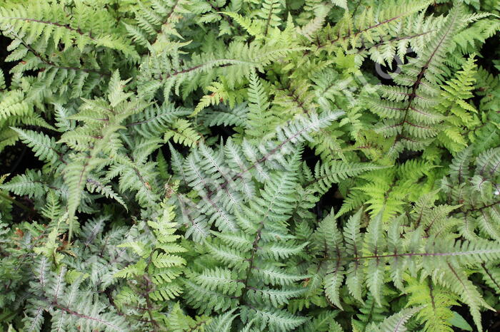Papratka japonská 'Red Beauty' - Athyrium niponicum 'Red Beauty'
