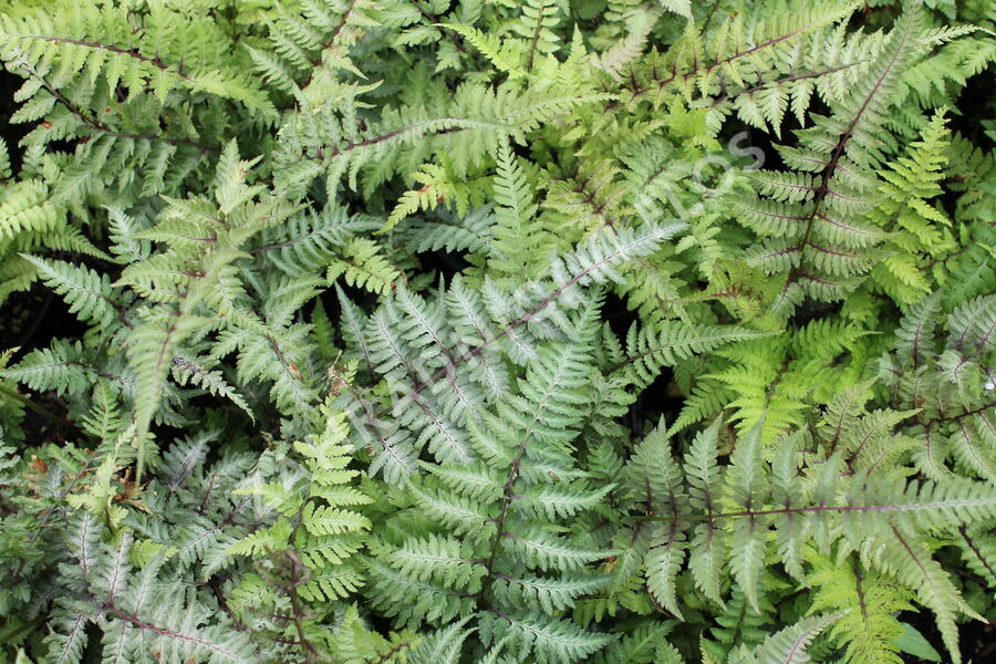 Papratka japonská 'Red Beauty' - Athyrium niponicum 'Red Beauty'