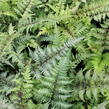 Papratka japonská 'Red Beauty' - Athyrium niponicum 'Red Beauty'