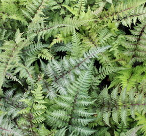 Papratka japonská 'Red Beauty' - Athyrium niponicum 'Red Beauty'