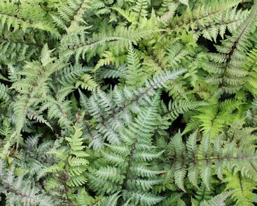 Papratka japonská 'Red Beauty'