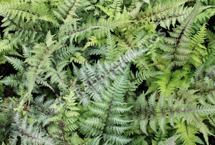 Papratka japonská 'Red Beauty' - Athyrium niponicum 'Red Beauty'