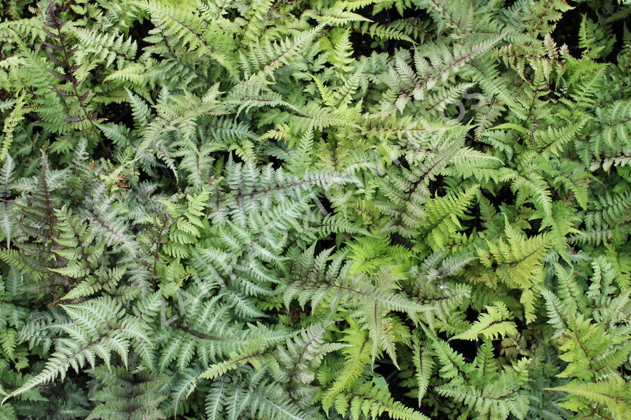 Papratka japonská 'Red Beauty' - Athyrium niponicum 'Red Beauty'