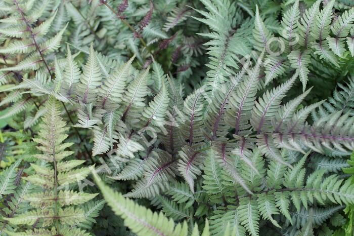 Papratka japonská 'Metallicum' - Athyrium niponicum 'Metallicum'