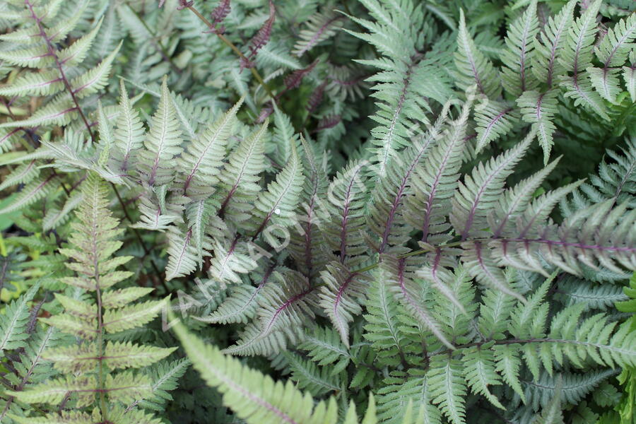 Papratka japonská 'Metallicum' - Athyrium niponicum 'Metallicum'