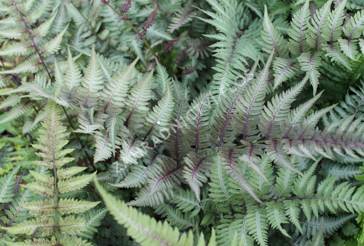 Papratka japonská 'Metallicum' - Athyrium niponicum 'Metallicum'