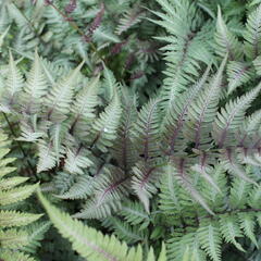 Papratka japonská 'Metallicum' - Athyrium niponicum 'Metallicum'