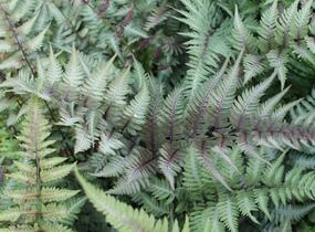 Papratka japonská 'Metallicum' - Athyrium niponicum 'Metallicum'
