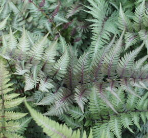 Papratka japonská 'Metallicum' - Athyrium niponicum 'Metallicum'