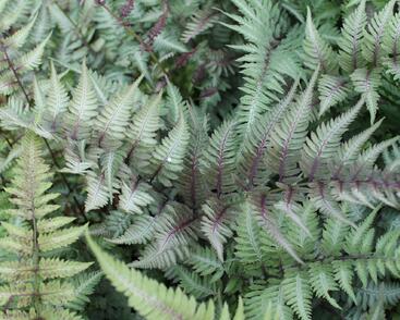Papratka japonská 'Metallicum'